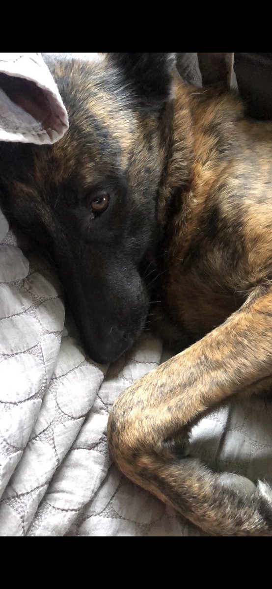 Chappers 🐾🐝 🙋‍♀️ tweet media