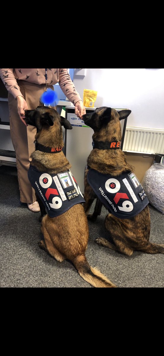 Chappers 🐾🐝 🙋‍♀️ tweet media