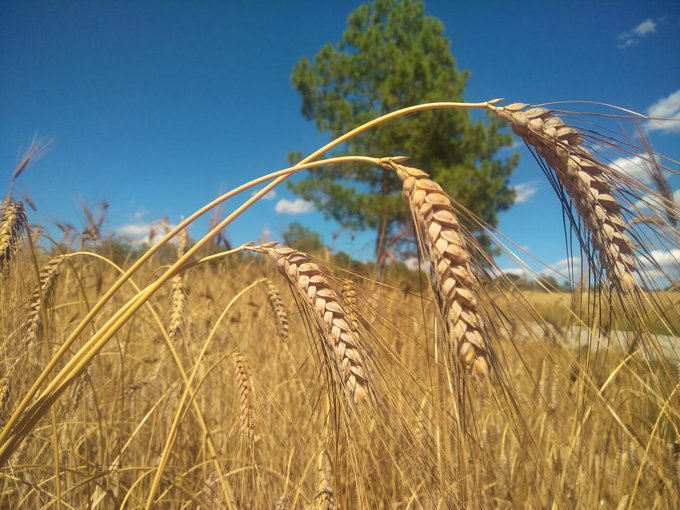 fredericaparisi's tweet photo. 🌾El #xeixa és una varietat de forment que porta alguns anys recuperant-se a diverses regions de Catalunya, les Mallorques i també el País Valencià. A l’edat mitjana era una de les principals varietats de forment juntament amb la candeal. https://t.co/09UEynaoNL