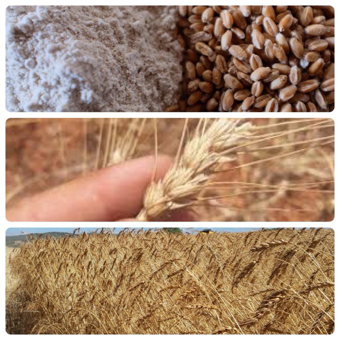 fredericaparisi's tweet photo. 🌾El #xeixa és una varietat de forment que porta alguns anys recuperant-se a diverses regions de Catalunya, les Mallorques i també el País Valencià. A l’edat mitjana era una de les principals varietats de forment juntament amb la candeal. https://t.co/09UEynaoNL