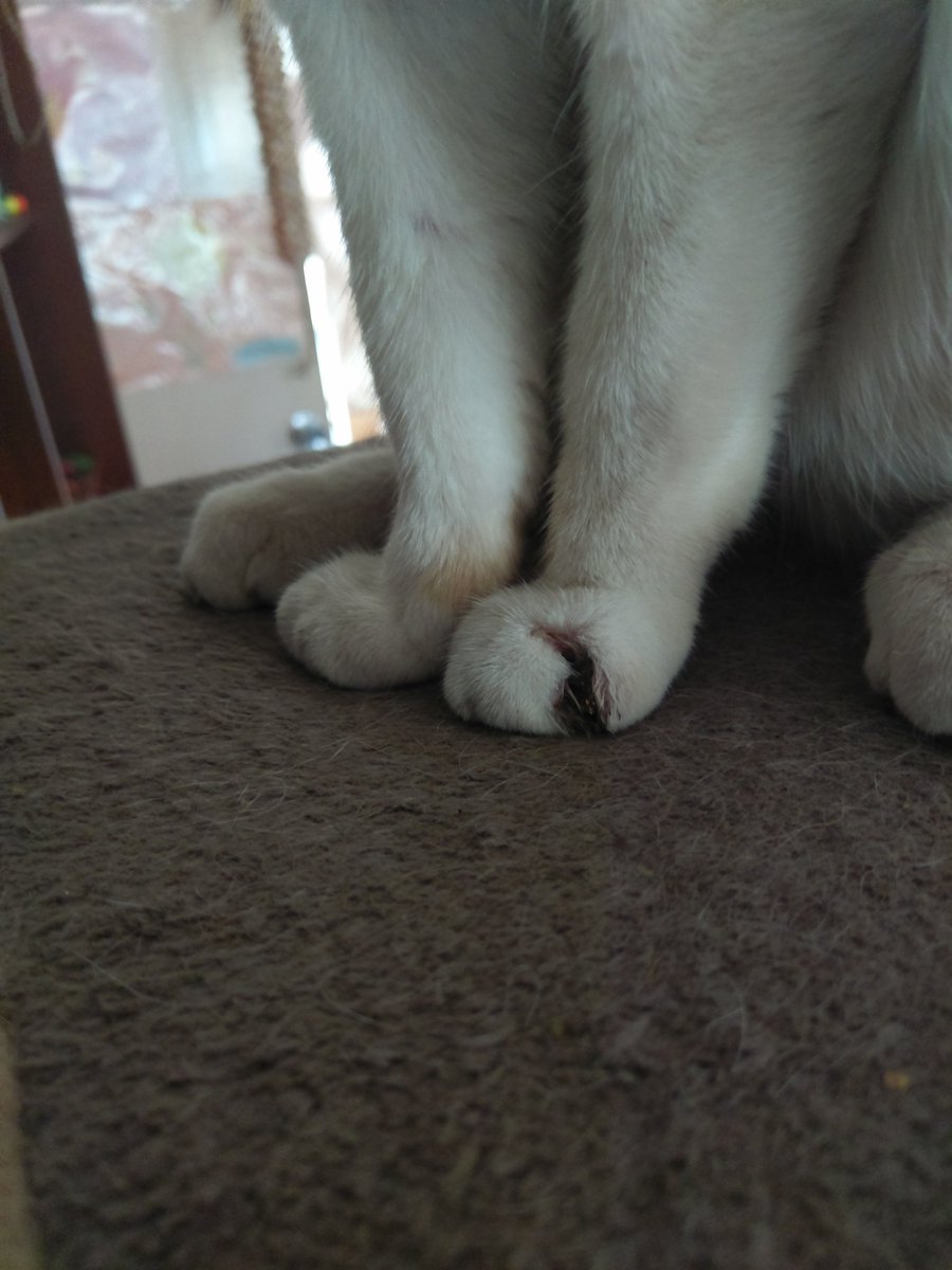 viksta777's tweet photo. My poor baby. Off to the vet we go https://t.co/EDUAMSuq3f