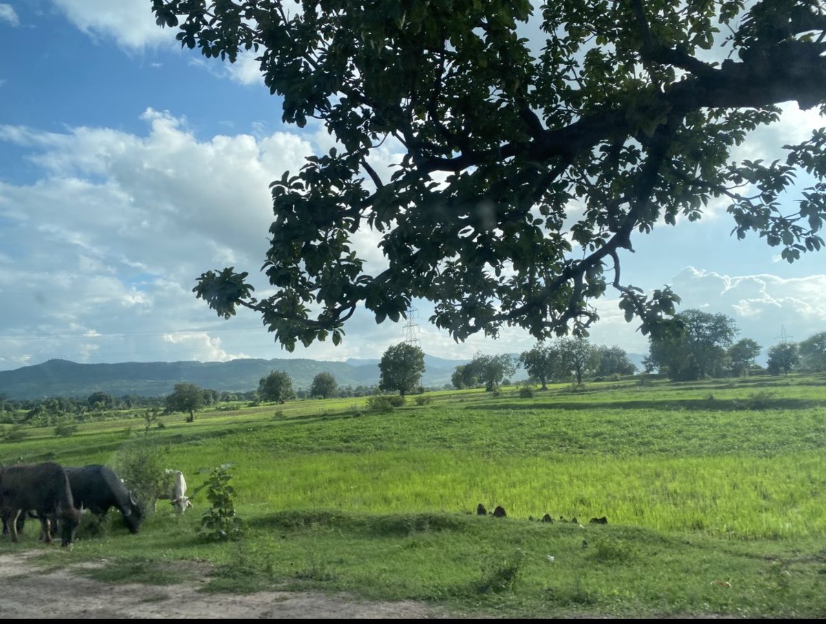 घर मा भैसि चराउदै