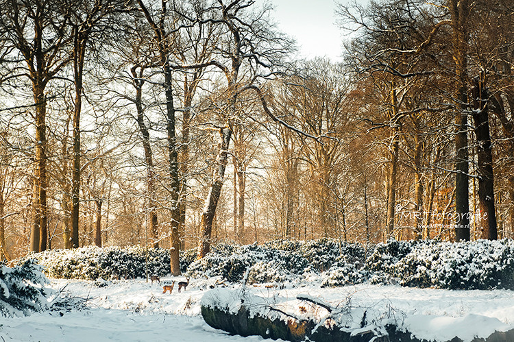 MRTfotografie's tweet photo. Goedemorgen!
#weekendleesvoer
De vorst is het land alweer uit maar het is nog niet gedaan met de winter. Er wordt komende week nog sneeuw verwacht. Tips om te fotograferen: https://t.co/pr0hdtzsFb
Fijn weekend!โ๏ธ๐โ๏ธ๐โโ๏ธ https://t.co/mUsOfrAqkd
