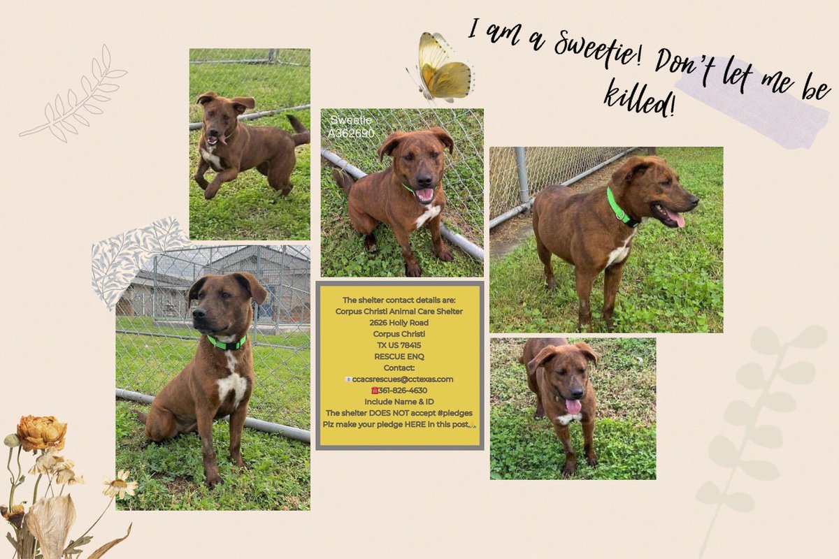 SamfromSpain's tweet photo. 🆘Soy Sweetie #A362690,cruce perro de caza,1 año, esterilizada
Amigable con el personal de CORPUS CHRISTI ACS; a veces algo nerviosa
Me encuentro en su LISTA DE MUERTE 💀 del 18/1‼️NO!
PF #ADOPTARME y déjeme ser su “sweetie”❗️🙏
O comprometerse a donar en caso de #RESCATE #ACOGER https://t.co/H10YOuN0Xk