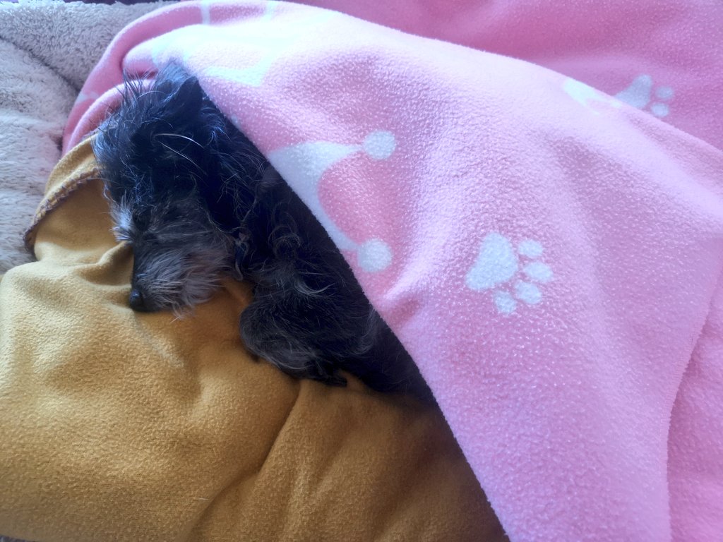 DrAlenka's tweet photo. Ajši pravi, da se ne gre. Da še ne gre. Neki od tega, če ne kar oboje. Pač ne gre se tega mraza in protestno dremlje, dokler zunaj ne bo topleje.
Tulk od naju, lep LP!
P. S.: A mi lahk edn kafe u postlo prinese? #iCantMove https://t.co/5mQ10CGiPH