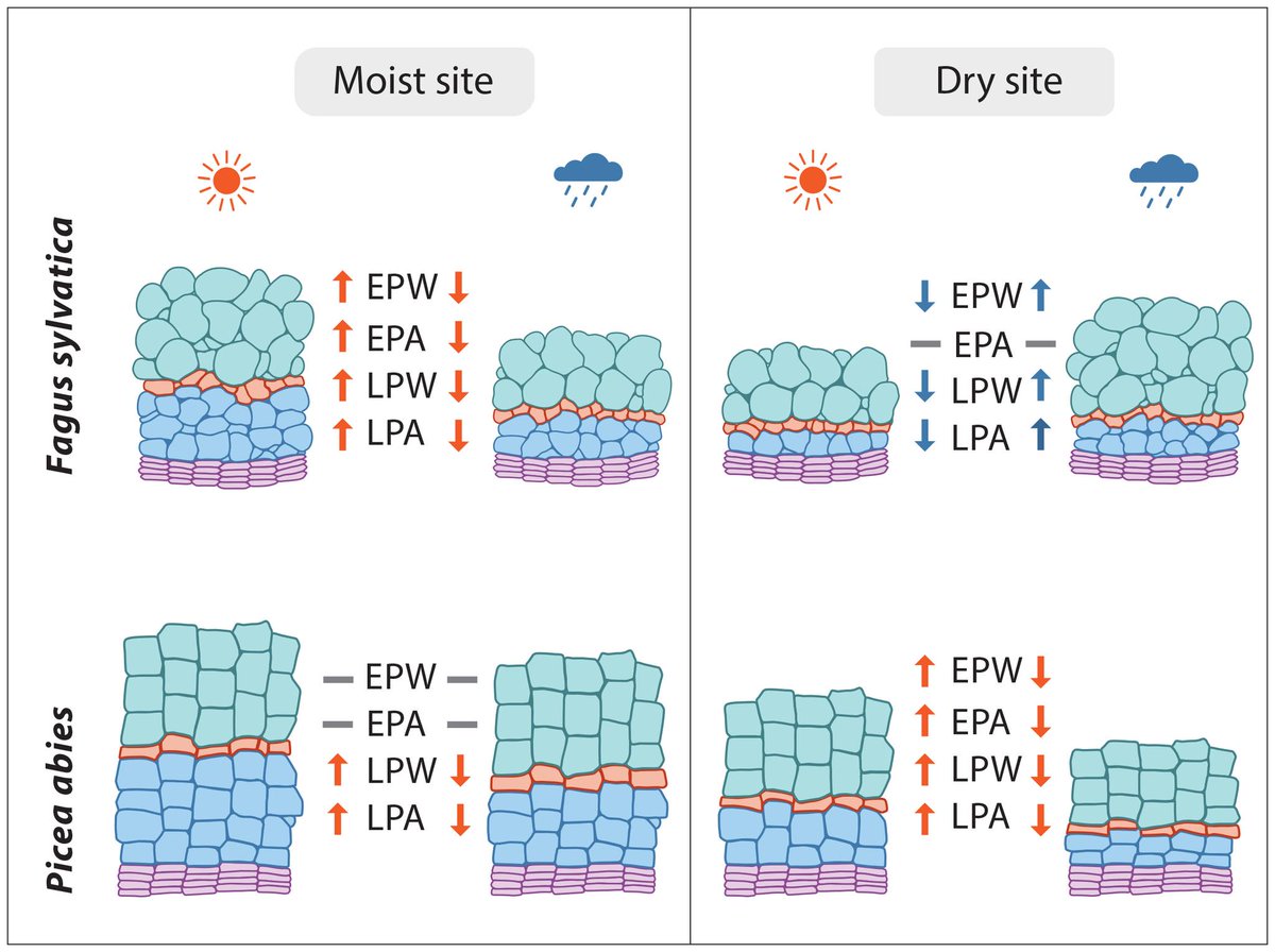 Thrilled to share our latest work, led by @JožicaGričar!✨ We analysed 8  years of phloem & xylem data in Picea abies🌲 & Fagus sylvatica🌳 and  found site- and species-specific climate effects, often with contrasting  responses between xylem and phloem: doi.org/10.1111/pce.14…