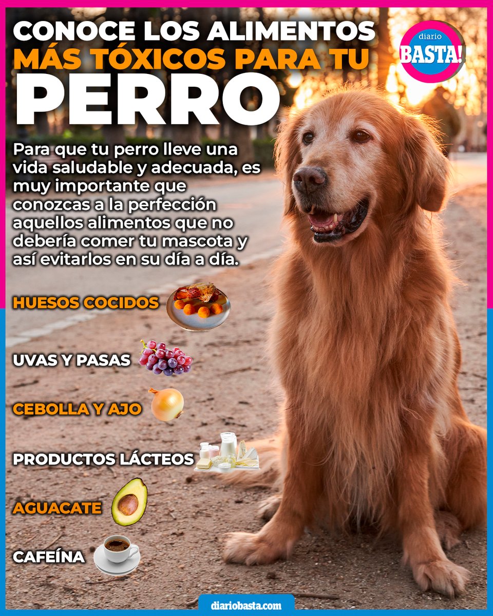 diariobasta's tweet photo. ¡Cuida a tu mejor amigo de cuatro patas! 🐾 Descubre en nuestra infografía los alimentos que tu peludo amigo no debería comer. 🚫🍫🍇

#AlimentosProhibidos #AmoAMiPerro #InfografíaPets https://t.co/Z7FYGX5XkE