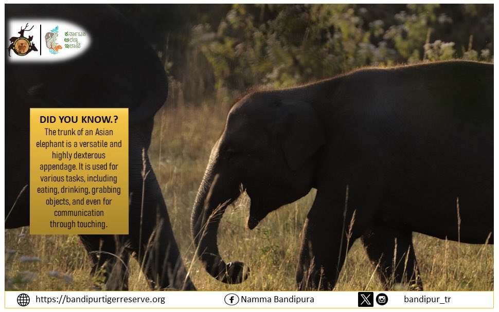 Bandipur Tiger Reserve (@bandipur_tr) on Twitter photo 