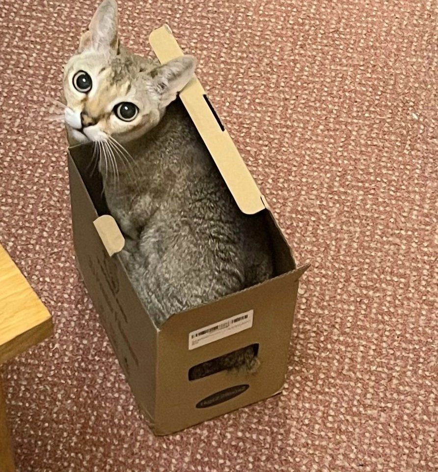 #Caturday boxed