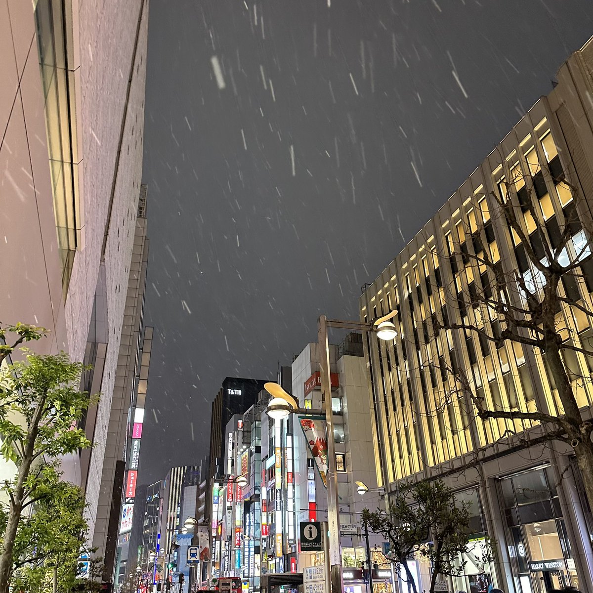 y_k's tweet photo. 新宿区
Apple 新宿 前は雪が降り出しました
今季初降雪体験 https://t.co/01JI8jwk7i