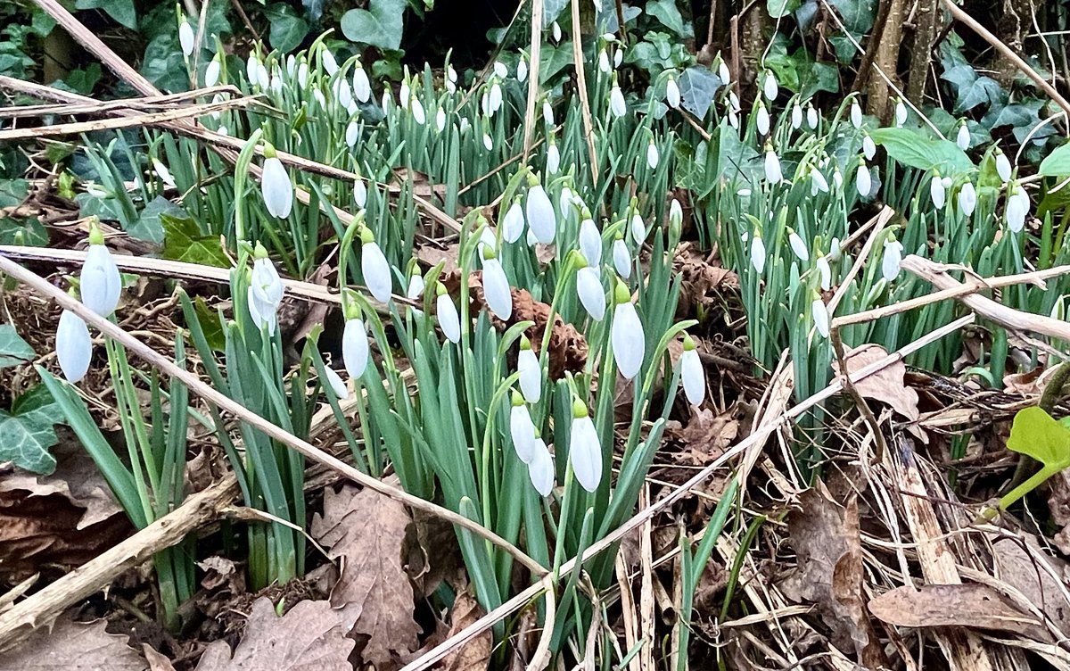 First sighting of roadside snowdrops for 2024. #galanthophile #MonnowValley #Monmouthshire