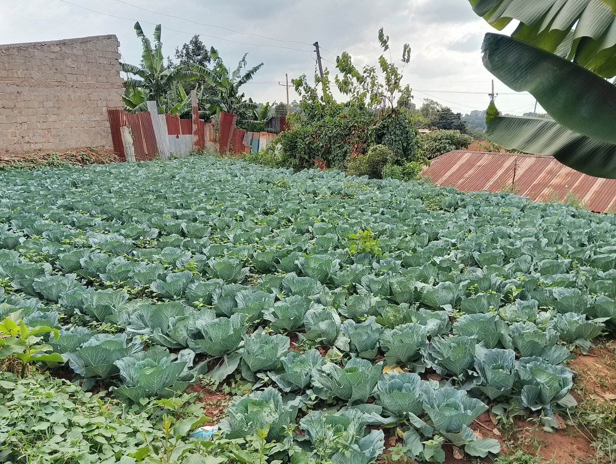 This is a farm in West Makutano, Kapenguria in West Pokot County.

 Urban farming on another level.

Whoever told our leaders that communities from the North Rift Region need Guns must be very sick.