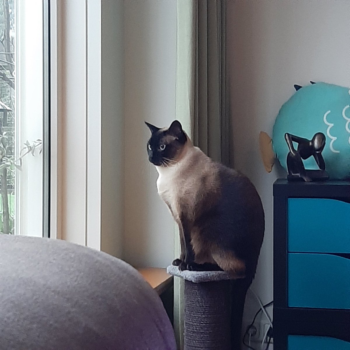 FlemingDoppler's tweet photo. Perfect spot for watching birds @cats @catsofinstagram @catsontwitter https://t.co/eOZNU60Ylp