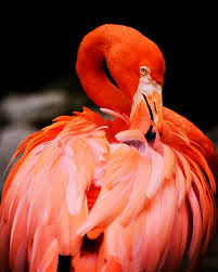 Los flamencos no son rosados al nacer. Cuando estas aves abandonan el cascarón, las plumas son de color gris, y conforme van creciendo, van adquiriendo ese hermoso color rosado que proviene de su dieta, principalmente de la Artemia salina, un pequeño crustáceo.