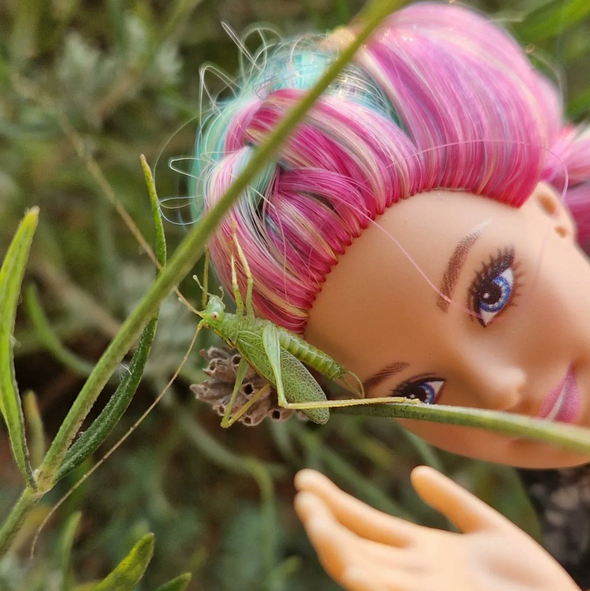 @entobarbie tweet media