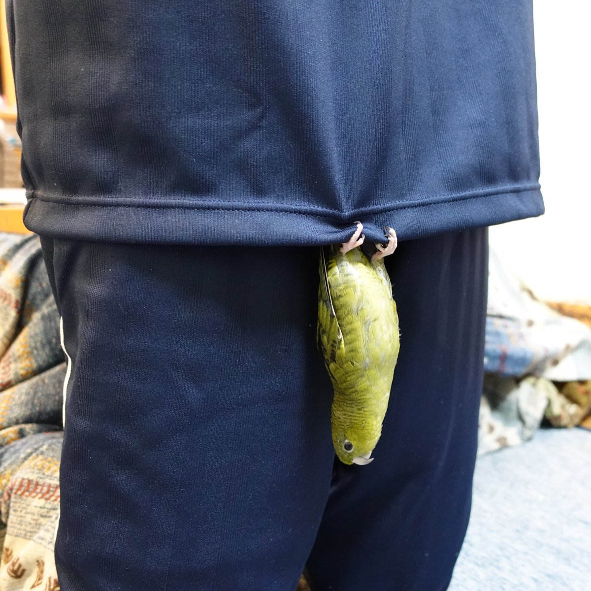 ピッピ　それはちょっと😅
#インコ