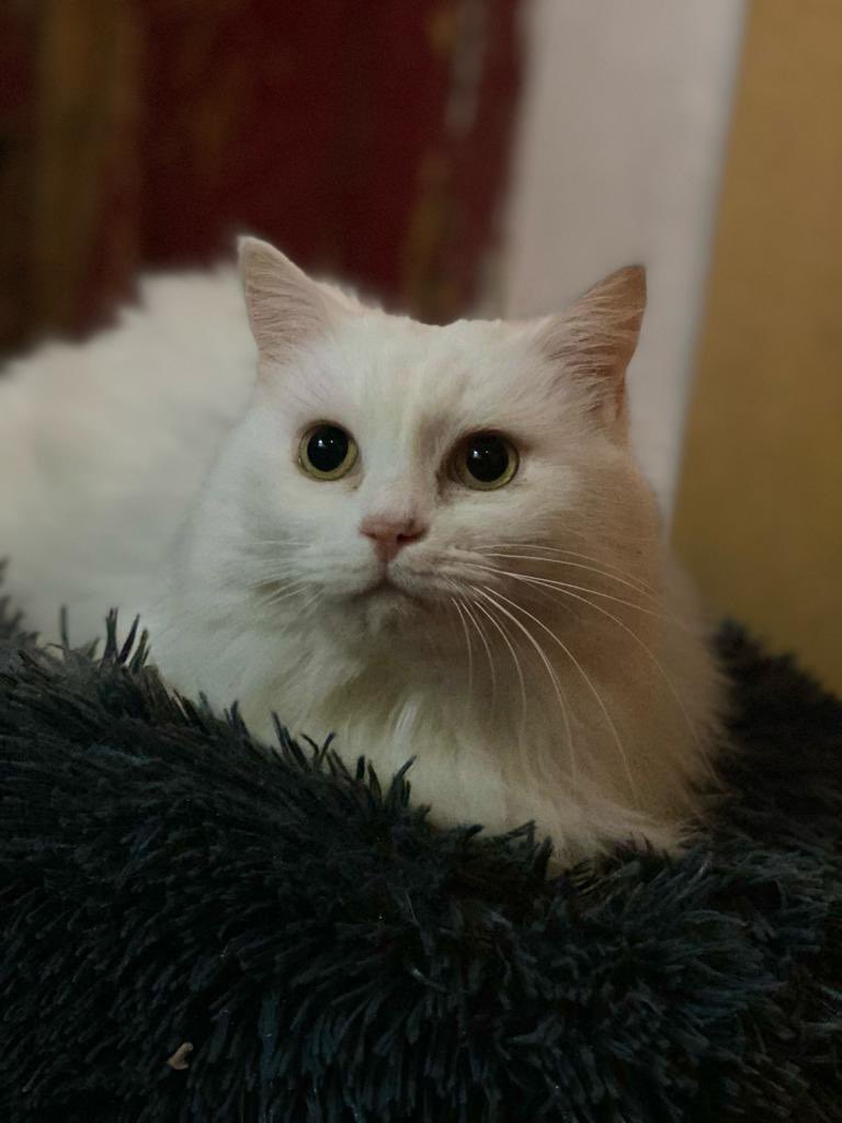 Martina busca familia ♥️📢

Un amor de gata, ideal para ser gata única ya que le gusta muuucho la tranquilidad 🥰

Sí quieres conocerle escríbenos al +34616051872 (SOLO WHATSAPP) o rellena directamente el cuestionario pre-adopción: forms.gle/oimWKxLV6RHoJj…

SOLO CÁDIZ Y ALREDEDORE