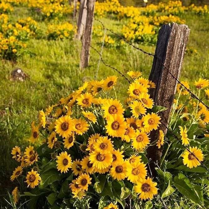 #sabadodeflores #sabadodecampo #flowerpower #countryside #countrylife #campiña #nature #naturaleza #yellowflowers #samedi #sabado