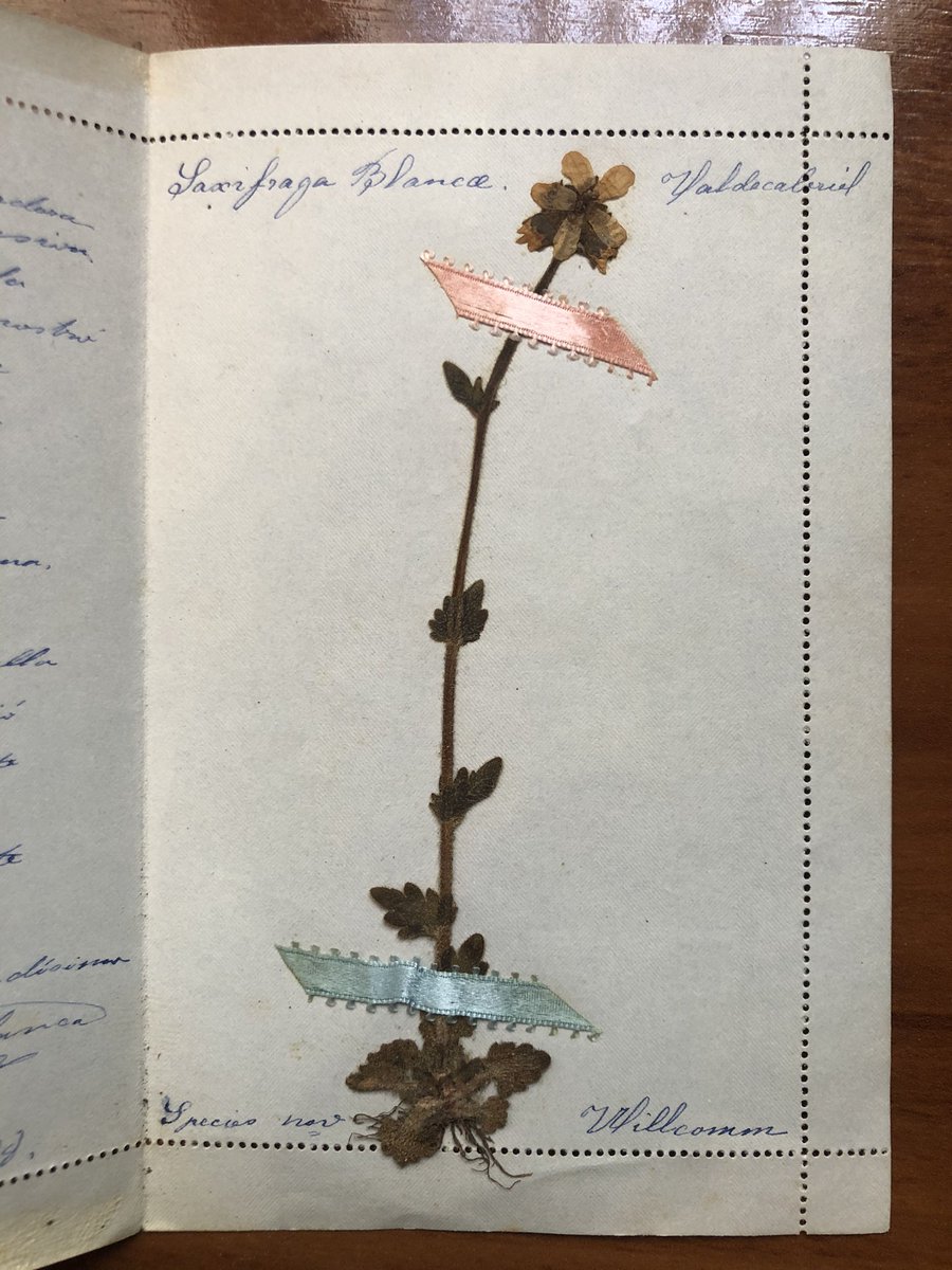 Esta flor tiene 150 años. 
Fue recolectada por la botánica Blanca Catalán de Ocón (1860-1904) y enviada junto a un poema de amor poco antes de su boda. 
No es una flor cualquiera. Es la Saxifraga Blanca que ella descubrió para la ciencia.