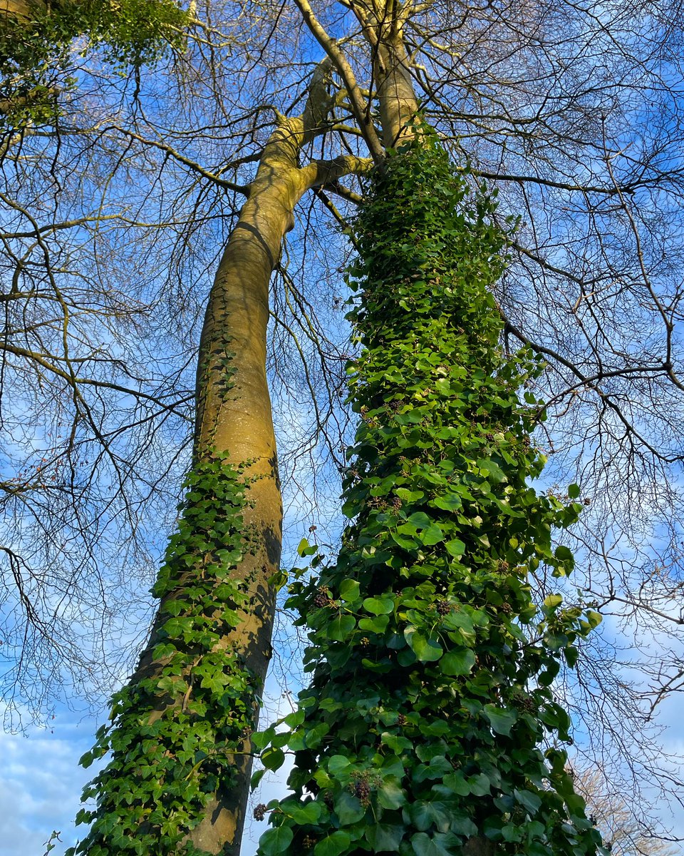 Stifyn1's tweet image. Hairy leg #coed #hairylegs #trees #garden #naturephotography #winter #saturday #weekend #january