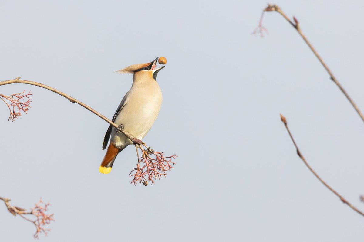 I had to take the opportunity to photograph these beauties. It’s not often that they visit this close to home. Waxwing, longbridge. 10.01.2024