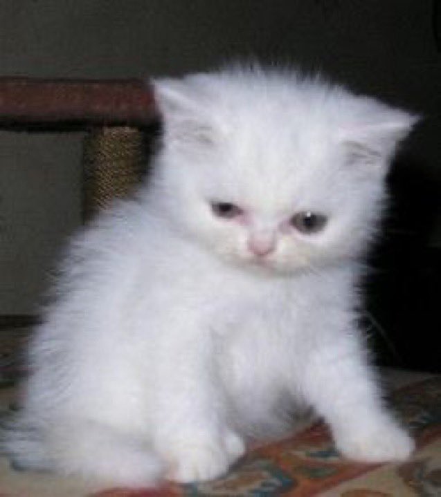 catmemeco's tweet photo. Good morning everyone one ! https://t.co/eV4yLNo3Se
