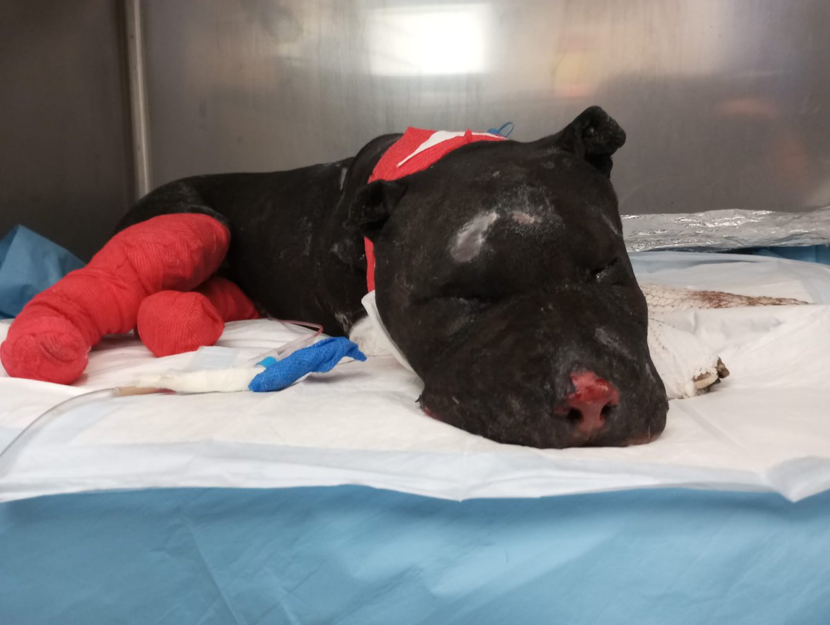 LAV_Italia's tweet photo. ⚫️ Aron si è spento. Legato a un palo e bruciato vivo, è l'ennesima vittima della crudeltà umana.

Il suo nome si aggiunge a quello di tanti animali che oggi ancora non vengono tutelati come meritano.

Ringraziamo i veterinari e LAV Palermo per averlo accudito fino alla fine. https://t.co/hv4OoQ6T5O