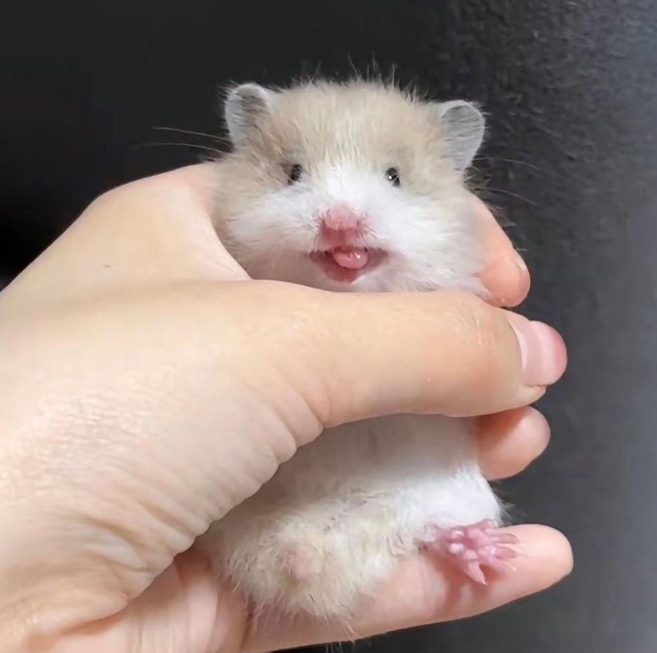 Jisungfess's tweet photo. asteroids! klean dah liat ini blm? mirip bgtttt LUCUUUUUU GEMES😭🤏🏻 
c. dumbiebom
https://t.co/szxmIz9e2H