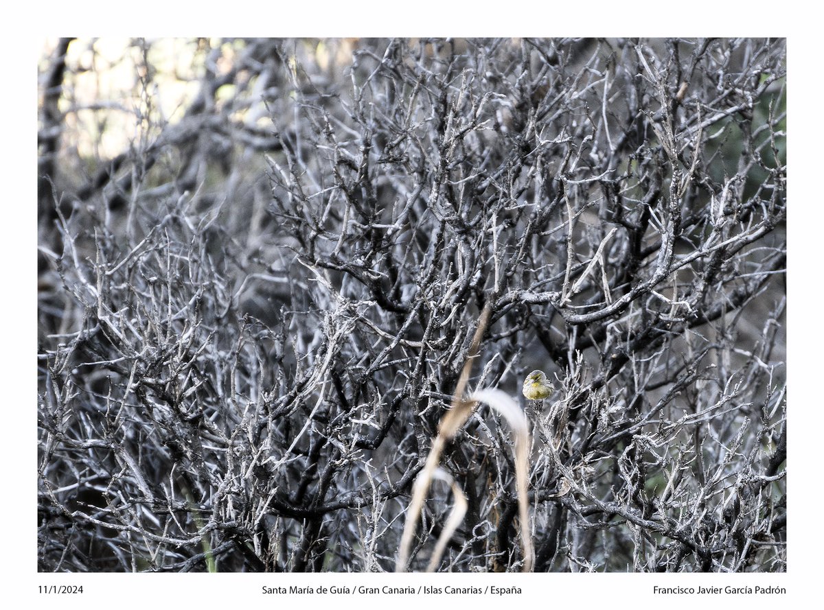 #BuenosDías #FotografíaAves #Pájaro #Serinus #CanarioComún #Arbusto #Color #StªMªdeGuía #GranCanaria #IslasCanarias #España