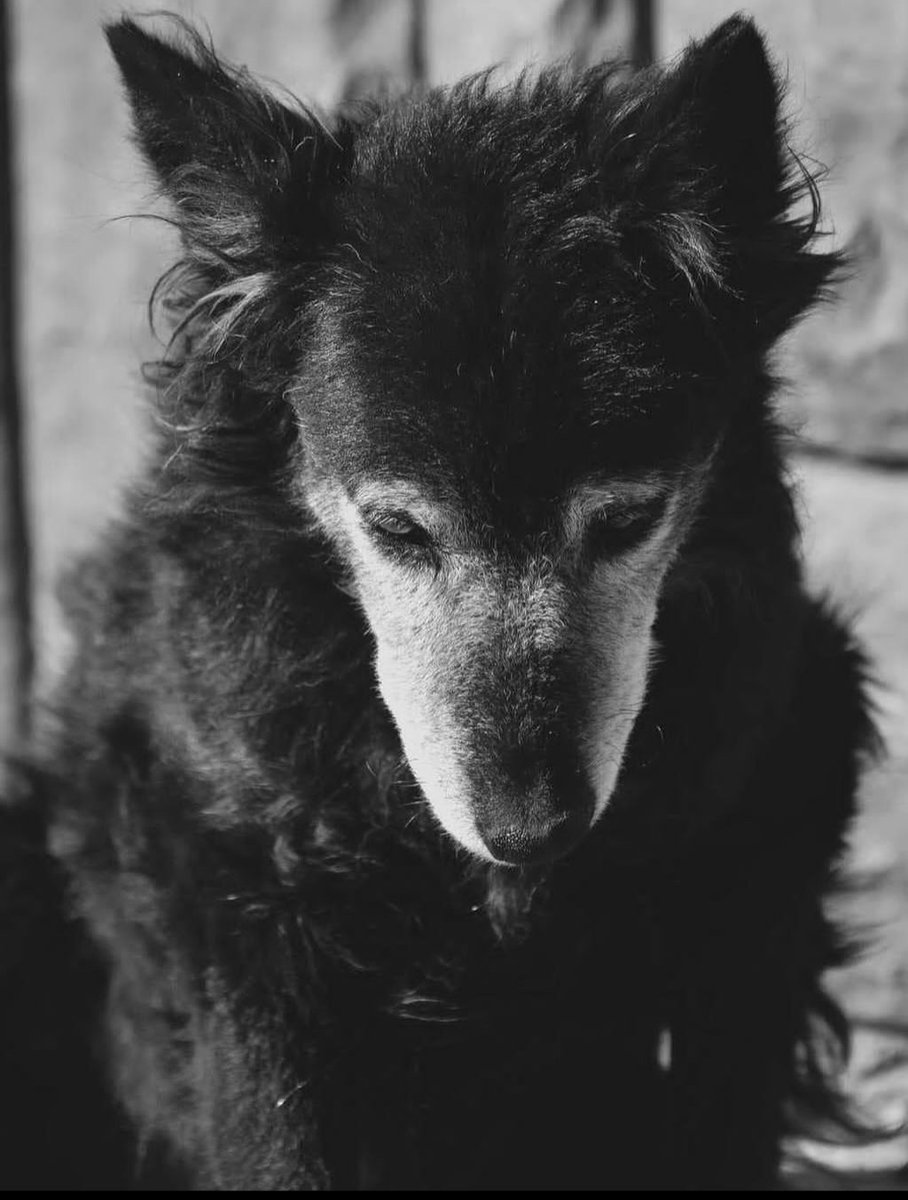 ZcecaSvetlana's tweet photo. RT 🙏🙏🙏
Ova divna baka, mirna, ali dovoljno čila da vam podari osmeh i skoči u krilo🙈traži svoj zauvek 🏡da staračke dane proživi uz ljubav🖤
Udomi Senku, udomi ljubav🧚 https://t.co/hqTpY60FdI