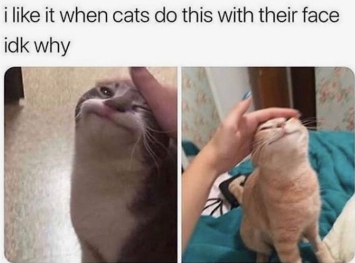 Posts Of Cats (@postsofcats) on Twitter photo 