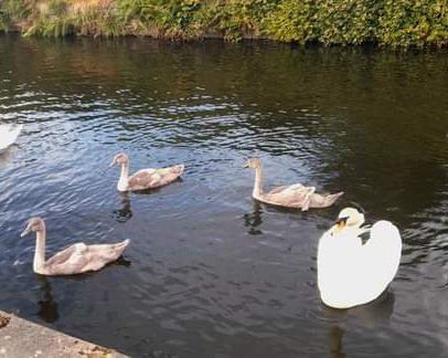 boltonwalking's tweet photo. My next evening guided walk will take place this Wednesday, and we will be heading over to the Manchester, Bolton and Bury Canal via Moses Gate Country Park and the Gravel Pits. #walking #hiking #guidedwalks #walkingguide #bolton #darcylever #mosesgate #canalwalks #littlelever https://t.co/M8R79XOWdG