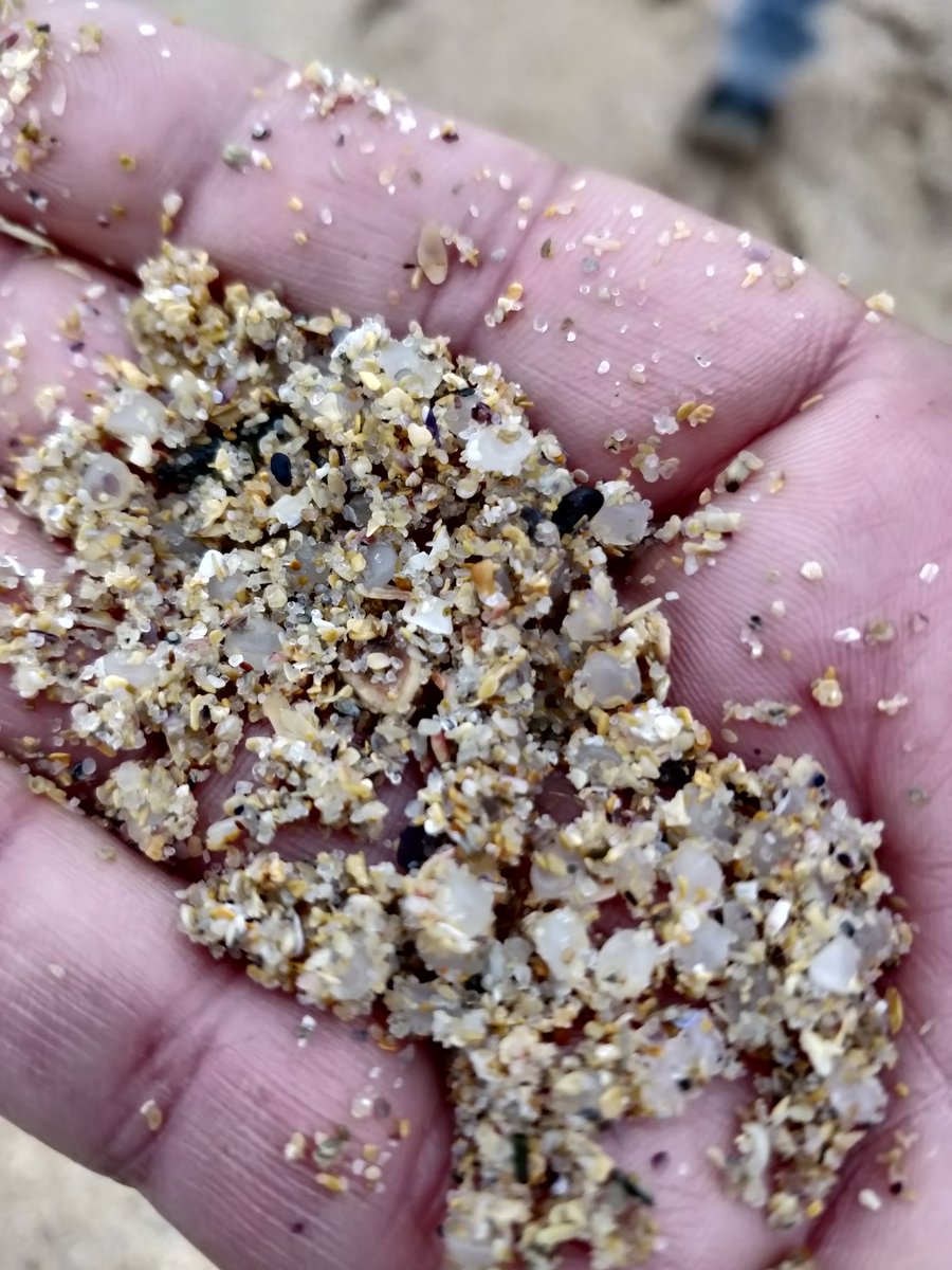 Na praia das Barreiras en Corrubedo. Desgrazadamente a marea levou boa parte do que había onte, polo que volveu ao mar. Pero aínda se ven liñas de granulado á beira do cordón dunar. Traballo titánico o do voluntariado. Moi complexo.