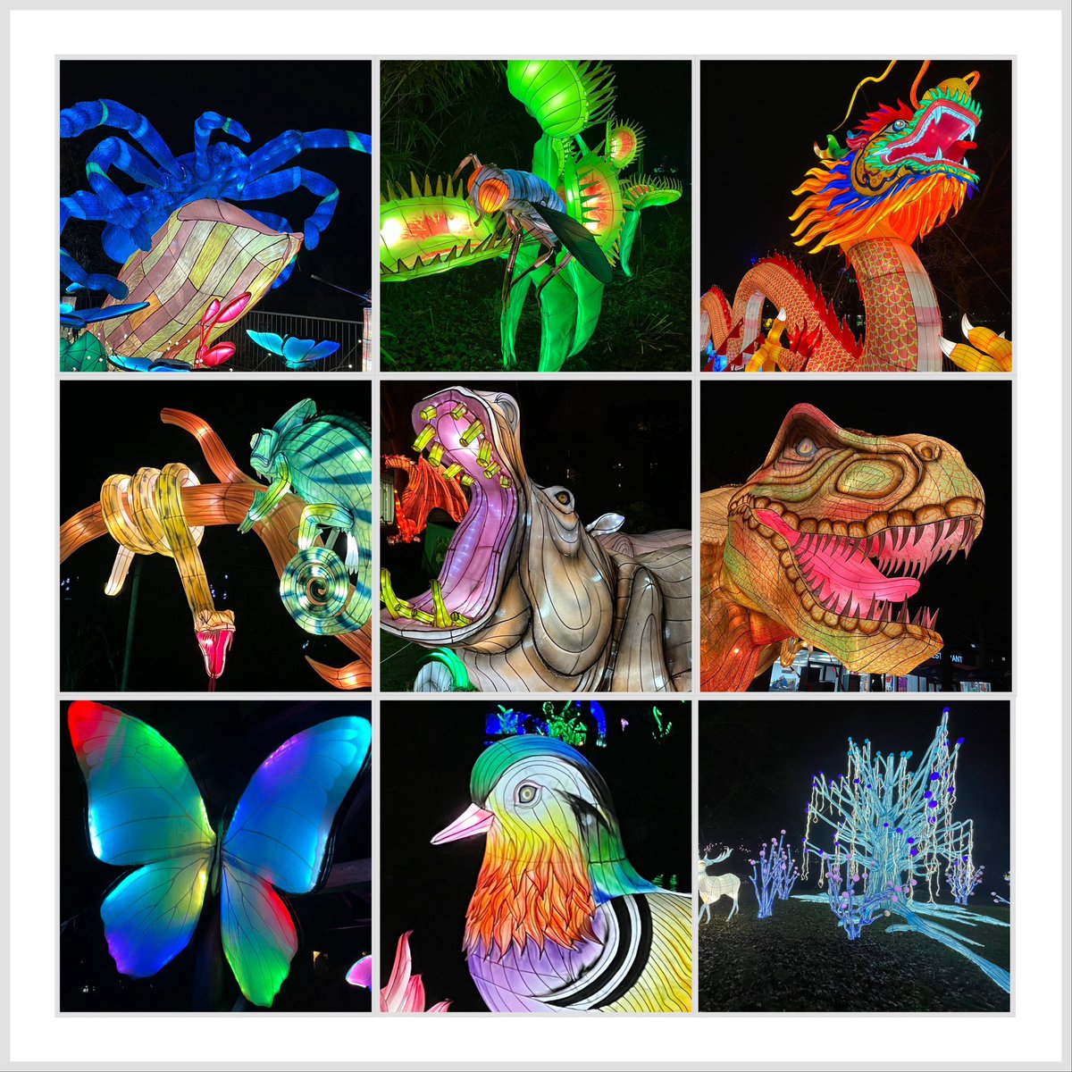 debbyundmehr's tweet photo. Freunde, schaut mal, die Mama war gestern im Kölner Zoo, da gab es ein Lichterfestival #ChinaLights ⬇️😍, das war voll schön und bunt https://t.co/hvG3kTRUtr