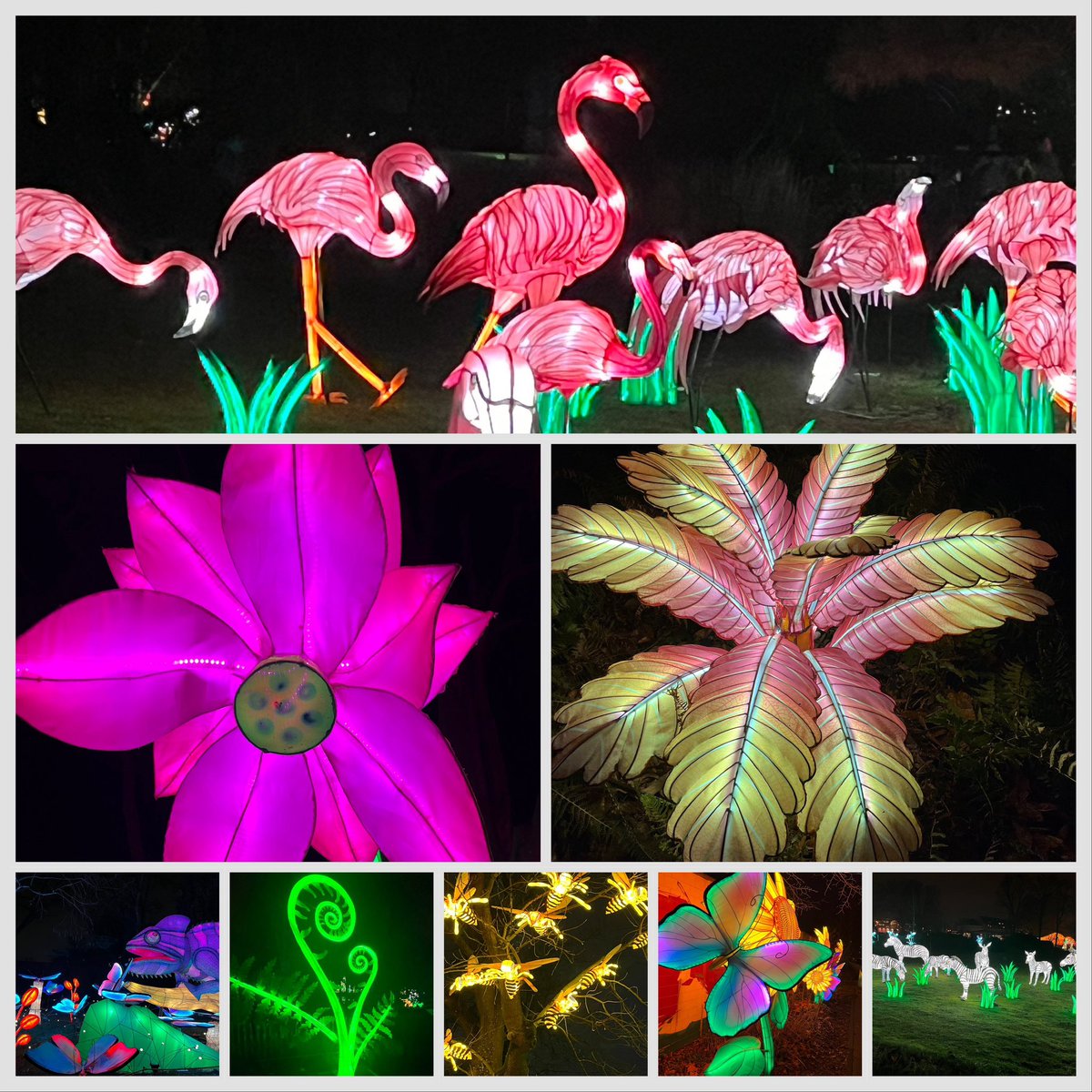 debbyundmehr's tweet photo. Freunde, schaut mal, die Mama war gestern im Kölner Zoo, da gab es ein Lichterfestival #ChinaLights ⬇️😍, das war voll schön und bunt https://t.co/hvG3kTRUtr