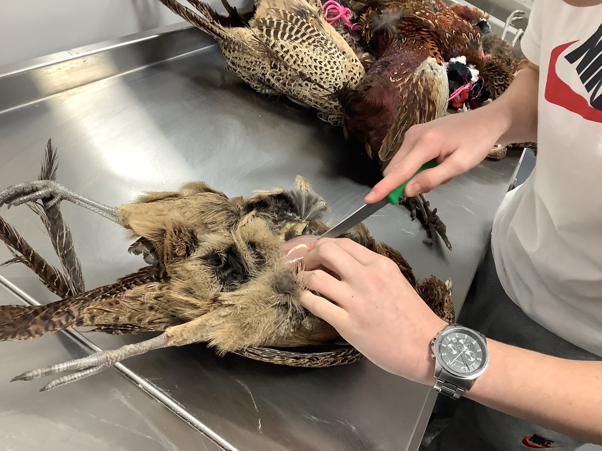 A big thanks to Tayside and Central Moorland Group for the exciting delivery of Pheasants this week. We had a very talented pupil who prepared them and we used some to make pheasant fajitas wraps. #eatgame #sl