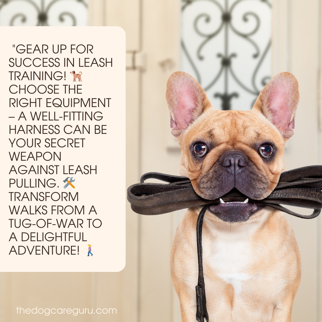 TheDogCareGuru's tweet image. Gear up for success in leash training! 🐕 Choose the right equipment – a well-fitting harness can be your secret weapon against leash pulling. 🛠️ Transform walks from a tug-of-war to a delightful adventure! #LeashManners

🐕 thedogcareguru.com/pulling-on-the…