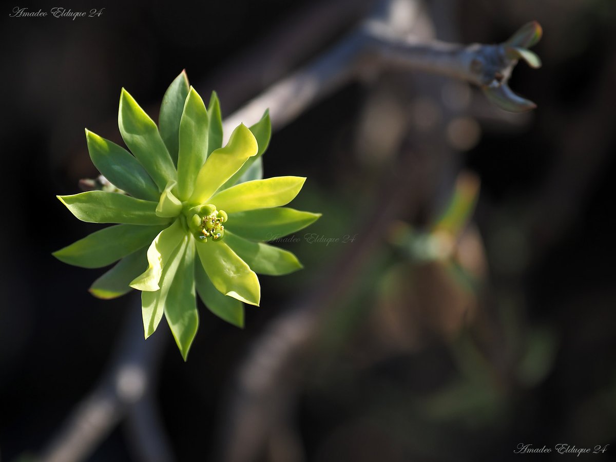 aelduque's tweet photo. #Euphorbia_balsamífera o #Tabaiba_dulce.
Parque natural del #Islote_de_Lobos, #Las_Palmas,
#Canarias, #Spain. https://t.co/3025tLtWFV