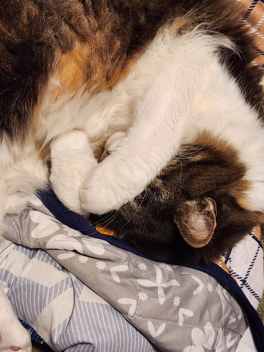 お目々隠して寝てる
#猫好きさんと繋がりたい