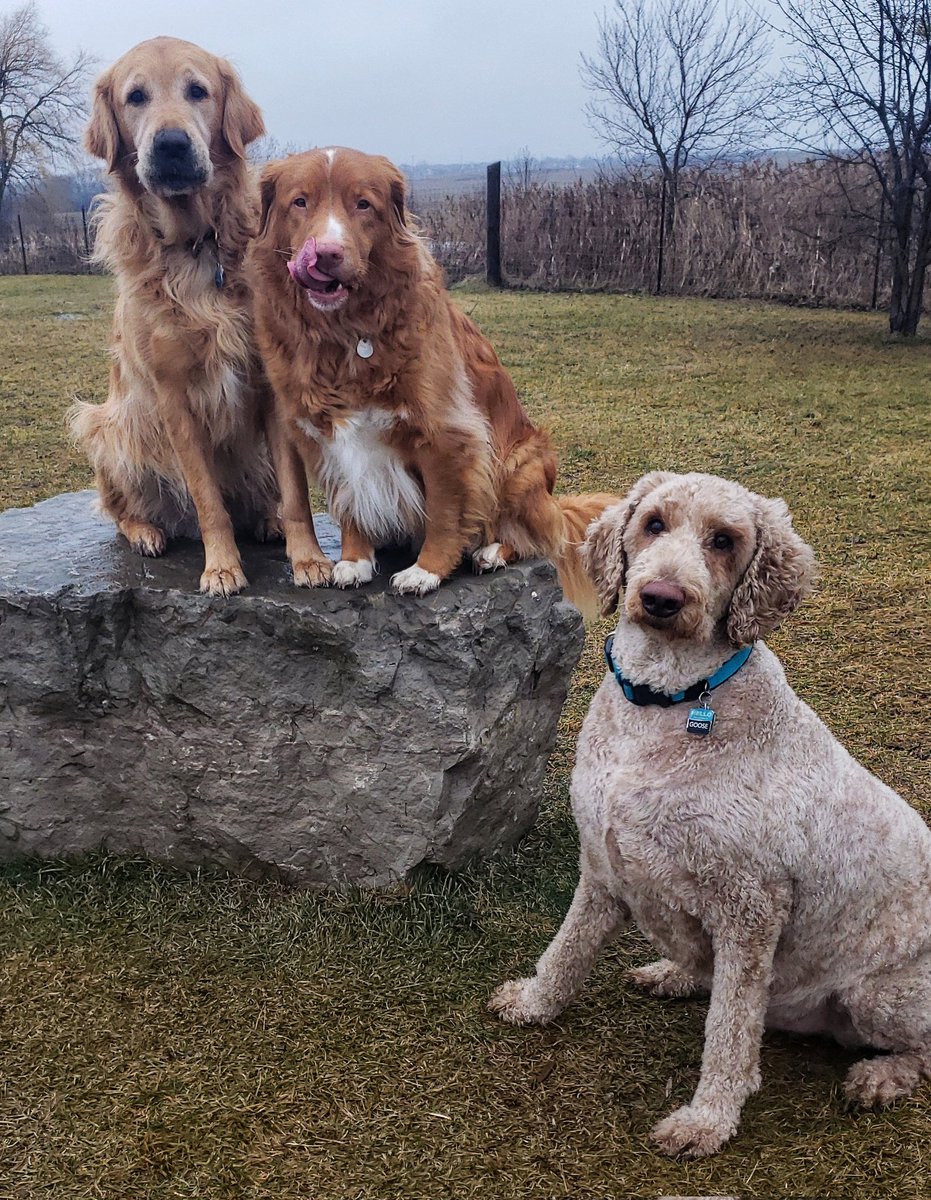 We managed to get some posing in between the rain drops and snow flakes this week!
❤🐾💦❄🐕🐶
#parkpals #posingpups #weekendvibes #socialSaturday #walkinthedoginwhitby #walkinthedog