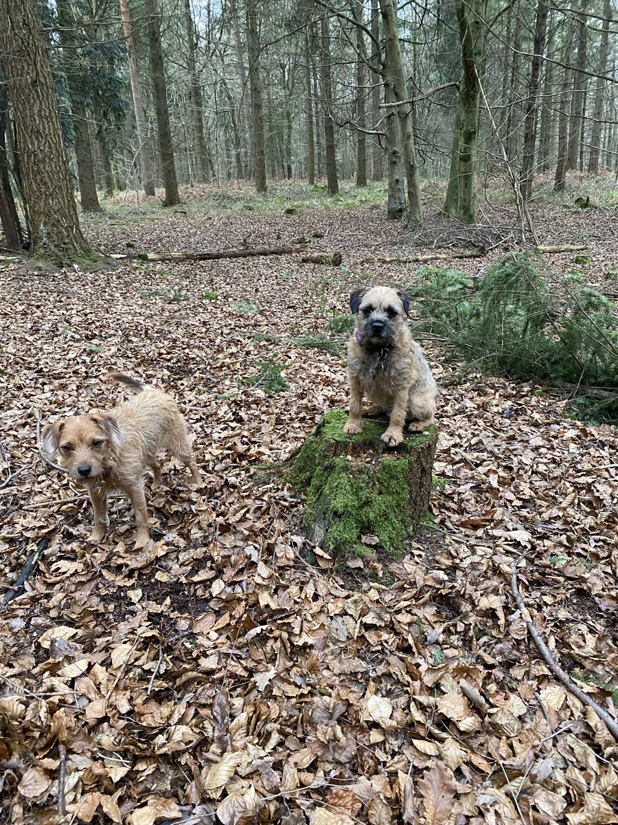 #stumpclub Saturday #forHamish #btposse