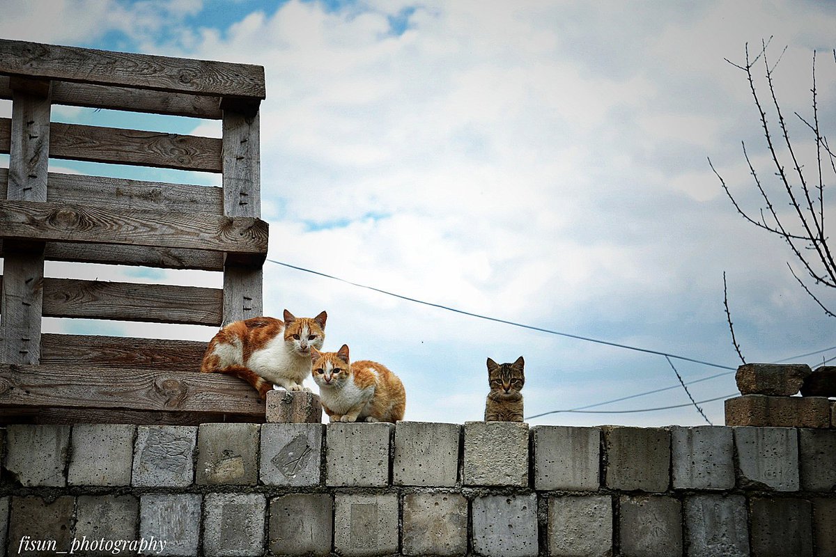 #photo #photography #cats #NaturePhotography #NatureBeauty #aegeanvillages #lovelyfriends #foto