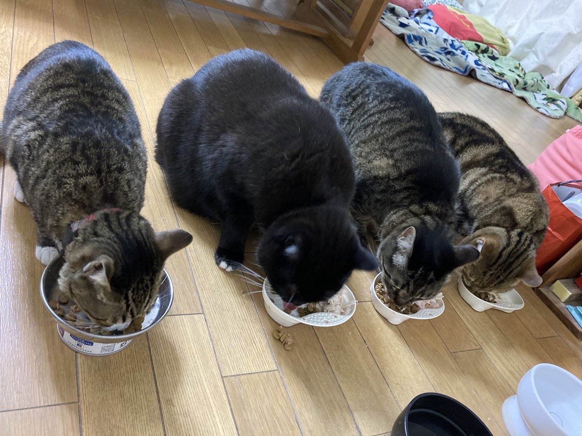siropirania's tweet photo. むしゃむしゃむしゃ…
沢山食べ～٩(ˊᗜˋ*)
#猫好き  #猫好きさんと繋がりたい  #猫 https://t.co/ujPisWrzHb