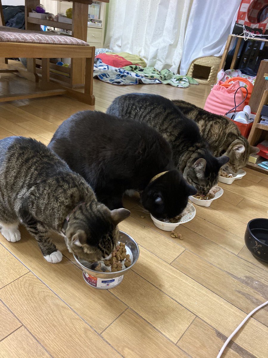 siropirania's tweet photo. むしゃむしゃむしゃ…
沢山食べ～٩(ˊᗜˋ*)
#猫好き  #猫好きさんと繋がりたい  #猫 https://t.co/ujPisWrzHb