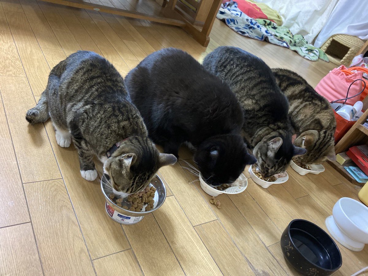 siropirania's tweet photo. むしゃむしゃむしゃ…
沢山食べ～٩(ˊᗜˋ*)
#猫好き  #猫好きさんと繋がりたい  #猫 https://t.co/ujPisWrzHb