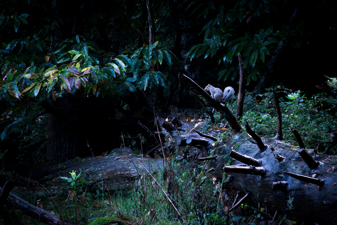 wegophotos's tweet image. Pretty sure if I follow this squirrel, he'll give me a sidequest to complete...
.
.
.
.
#forestcreatures #squirrel #naturephotography #fantasy
#wildlifephotography