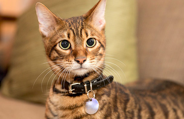 naayduuh's tweet photo. Toyger is one of the newest cat breeds. They look like wild tigers. In fact, the Toyger was originally called the "California toyger." The toy's name is a portmanteau of the words "toy" and "tiger". This cat has a small stature, muscular body, straight legs, average height, long neck, small ears and long tail. Medium and large size, weight about 4.5 - 7 kg. Toygers are smart, playful and very easy to train. They can catch mice and birds with their sharp claws and keen sense of smell.