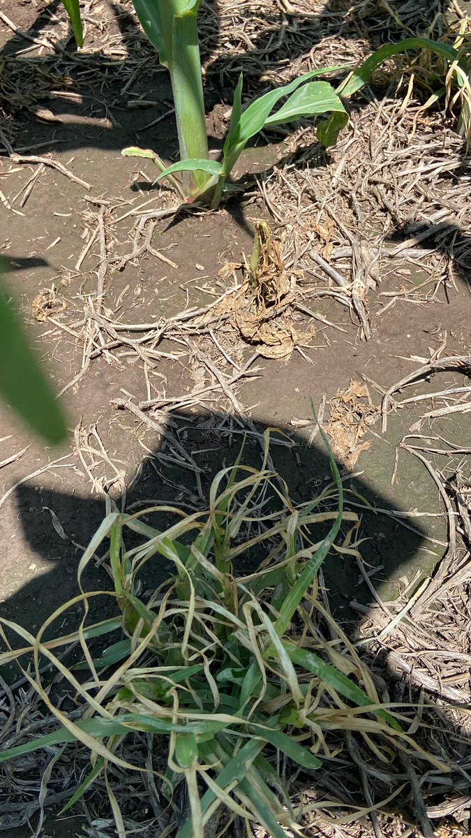 Juan C. Sampaoli tweet media