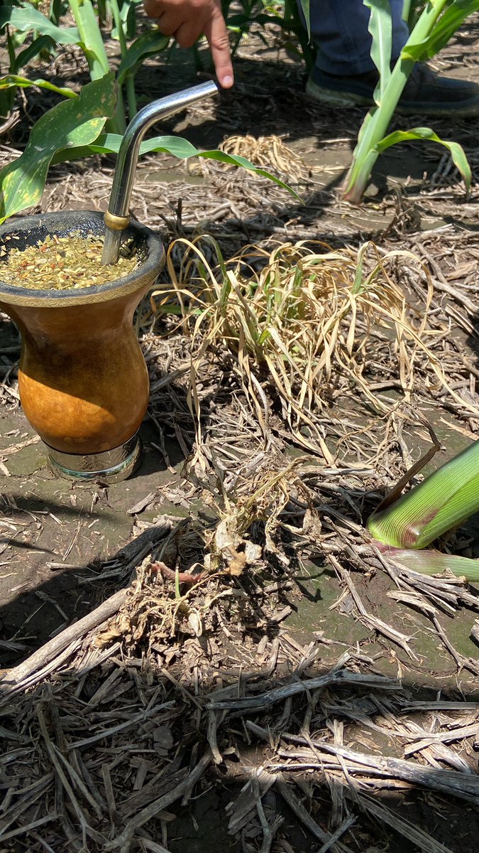 Juan C. Sampaoli tweet media