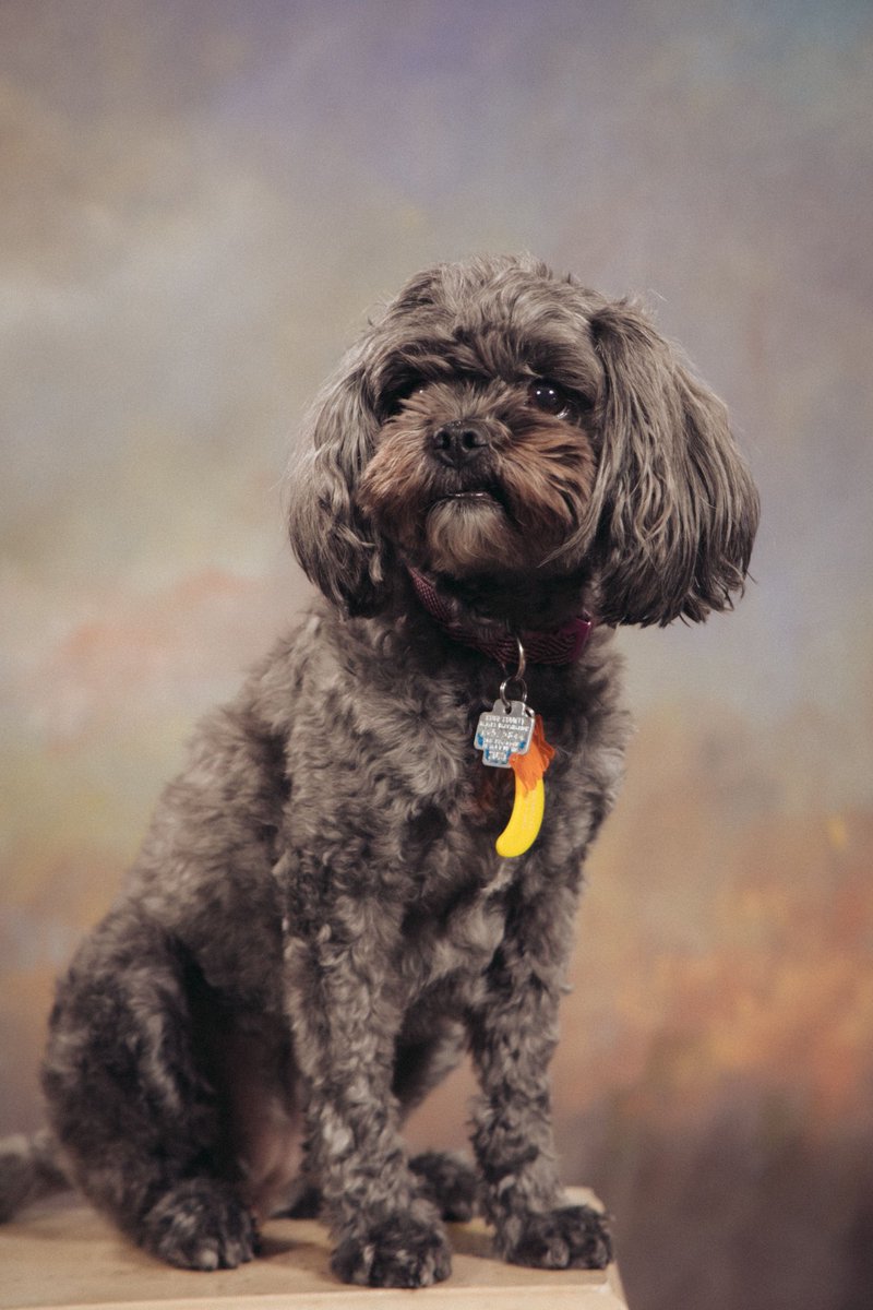 We’re only 13 days into 2024, but I can already tell that the best money I’ll spend all year is on studio portraits of my dog.